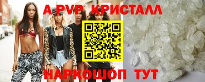 индика Кингисепп